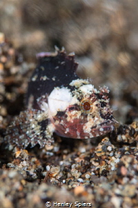 Miniature Scorpionfish by Henley Spiers 
